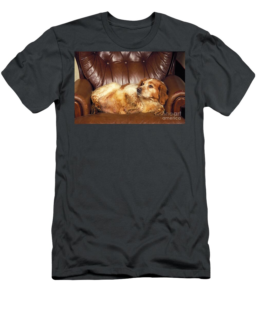 Adult T-Shirt featuring the photograph Brittany Spaniel by Gerard Lacz