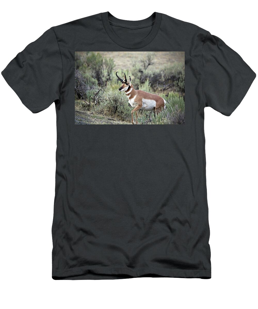 Pronghorn Antelope T-Shirt featuring the photograph Pronghorn Buck by Jean Clark
