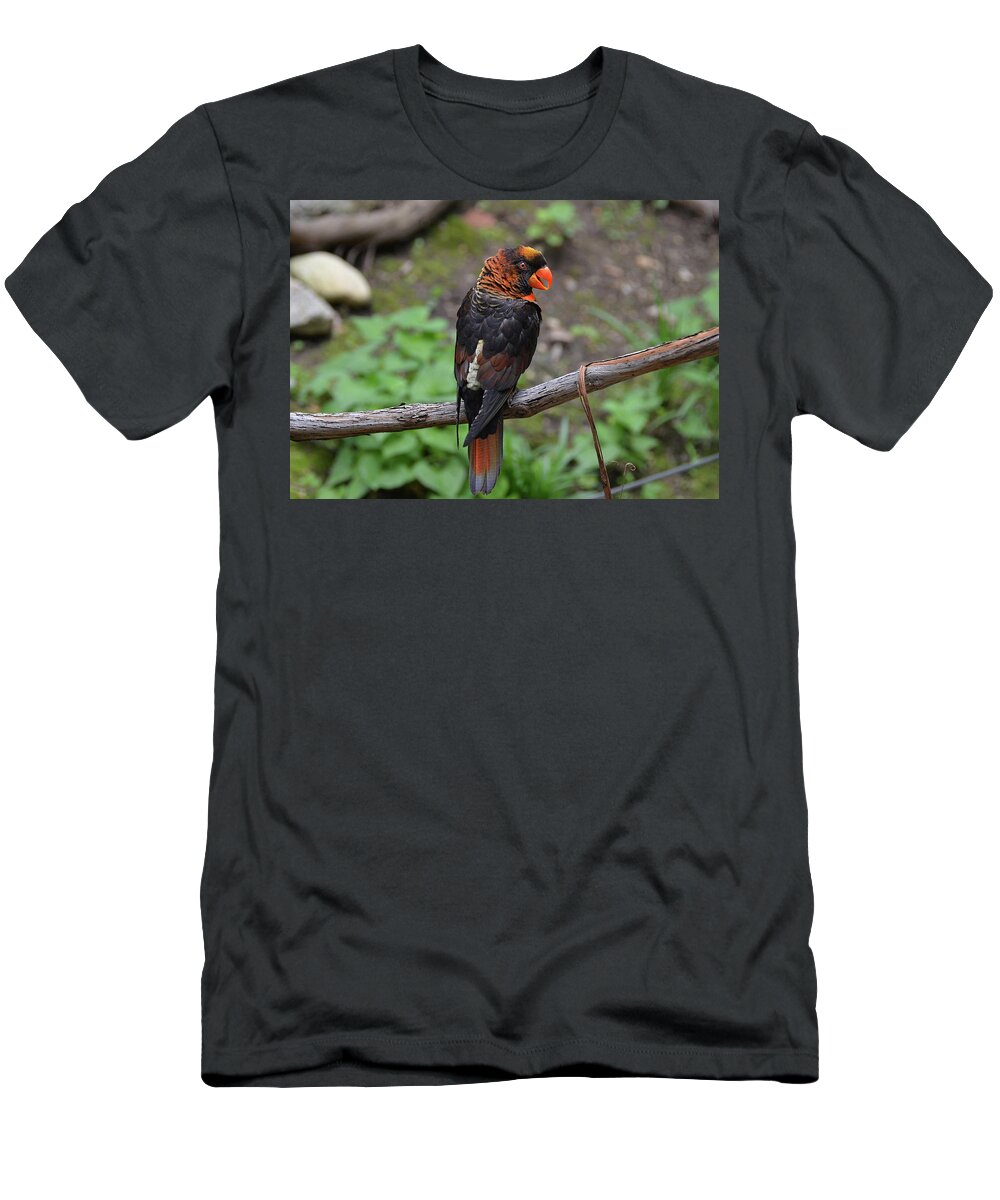 Lorikeet T-Shirt featuring the photograph Brown and Orange Lorikeet by Ronda Ryan