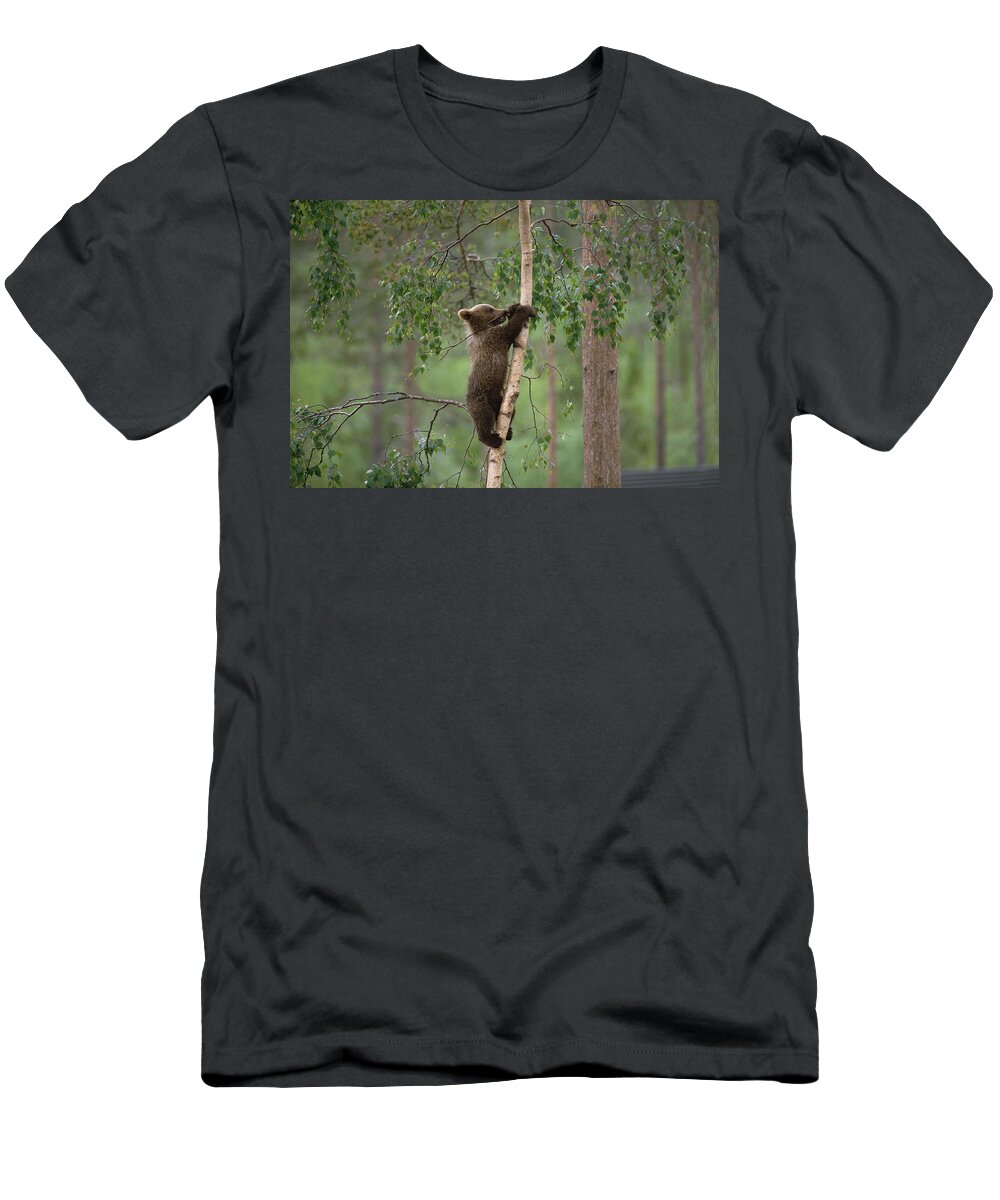 Mp T-Shirt featuring the photograph Brown Bear Ursus Arctos Cub Climbing by Konrad Wothe