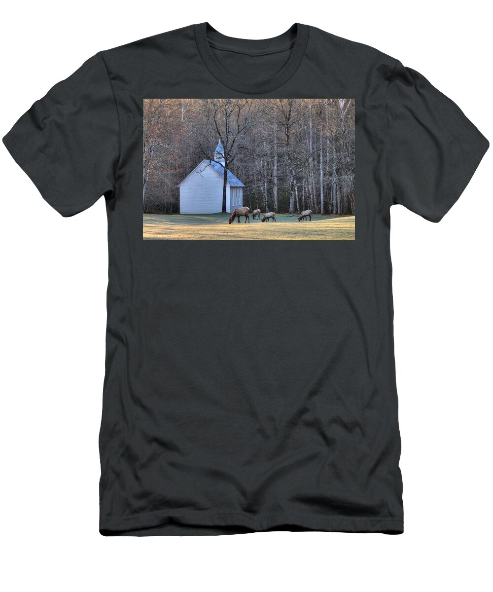 Cataloochee T-Shirt featuring the photograph Bull Elk Attending Palmer Chapel in the Great Smoky Mountains National Park by Carol Montoya