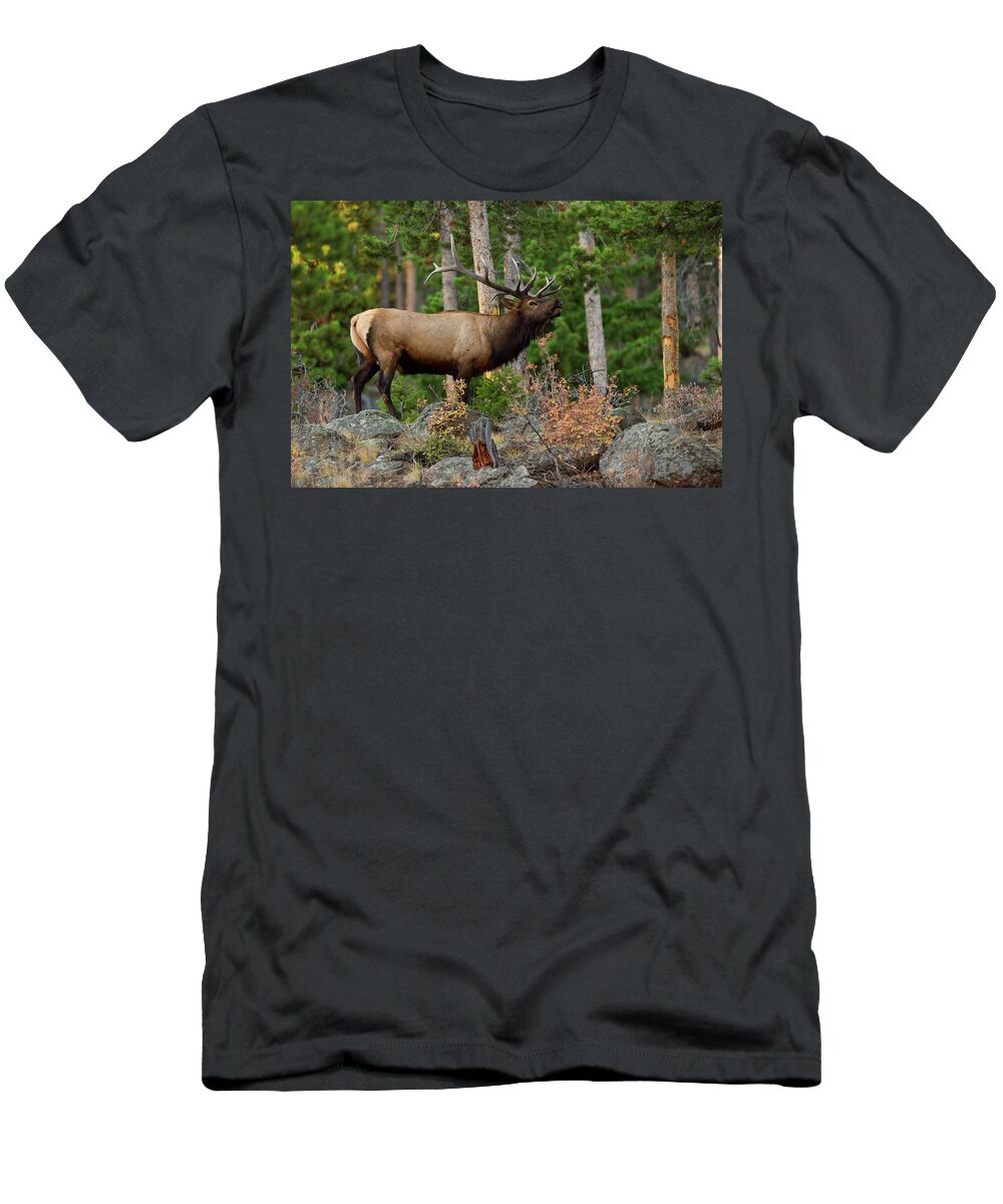 Bull Elk T-Shirt featuring the photograph Bull Elk in the Fall Rut by Gary Langley