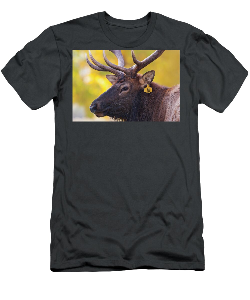 Bull Elk Number Ten T-Shirt featuring the photograph Bull Elk Number 10 by Mark Miller