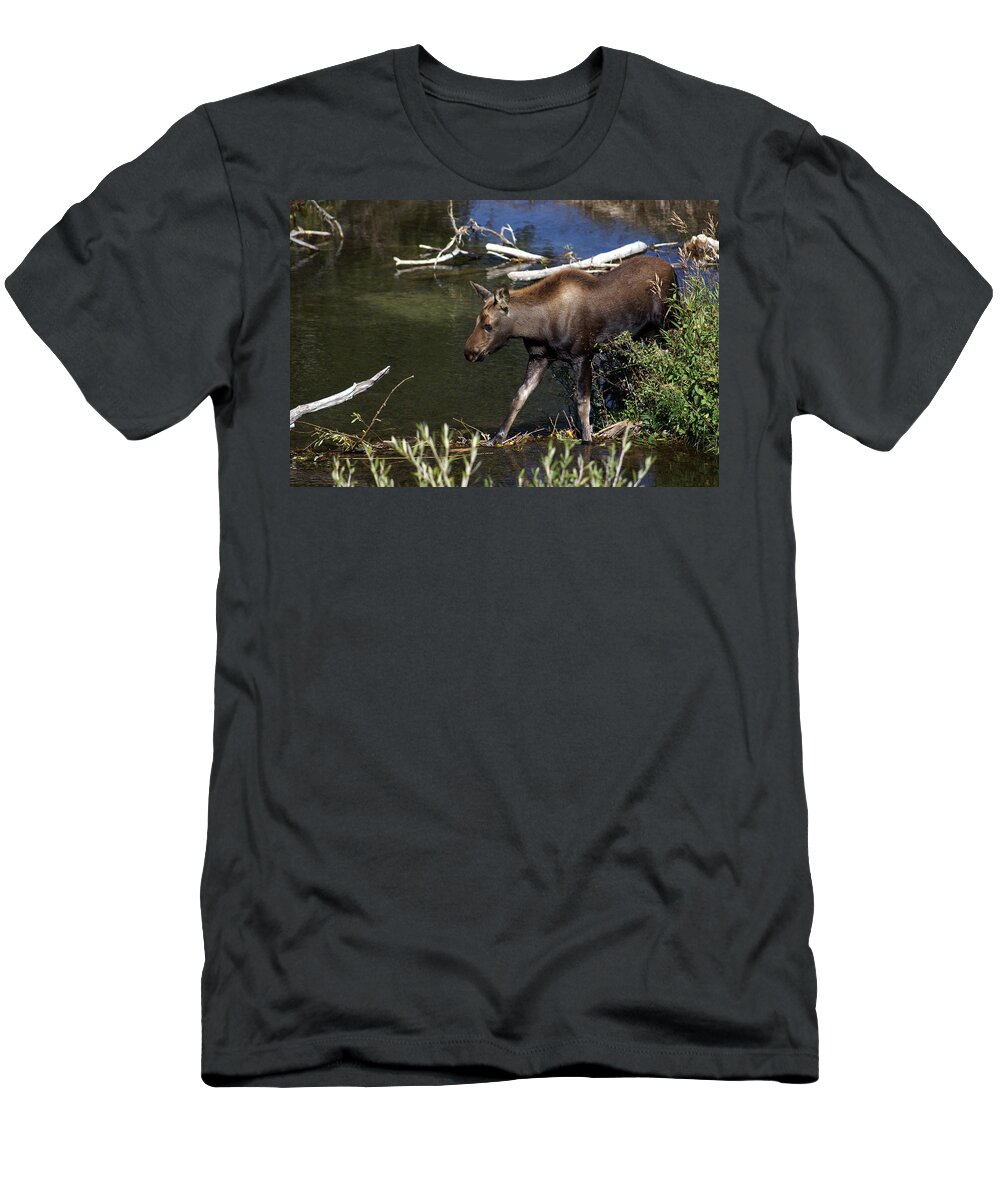 Grand Teton National Park T-Shirt featuring the photograph Calf Moose by Marty Koch