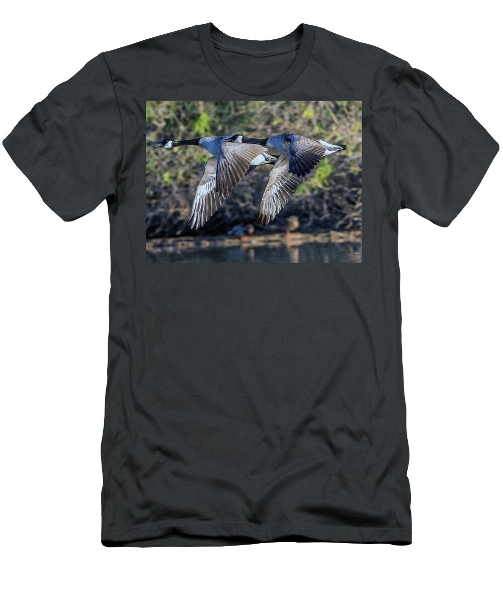 Canada T-Shirt featuring the photograph Canada Geese 1733-011917-1cr by Tam Ryan