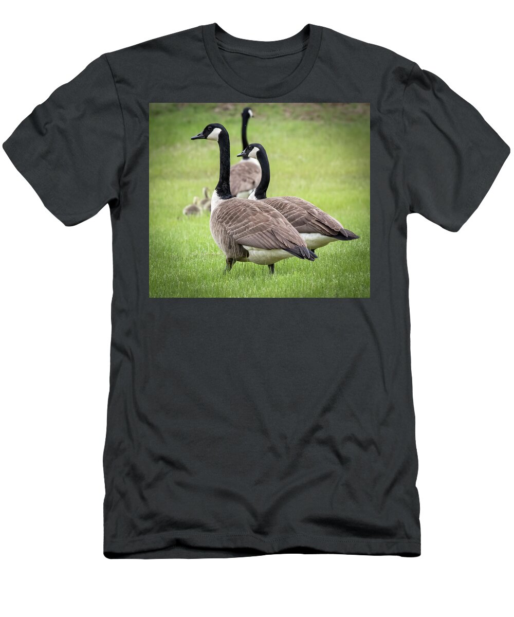 Canada T-Shirt featuring the photograph Canada Geese by Richard Goldman