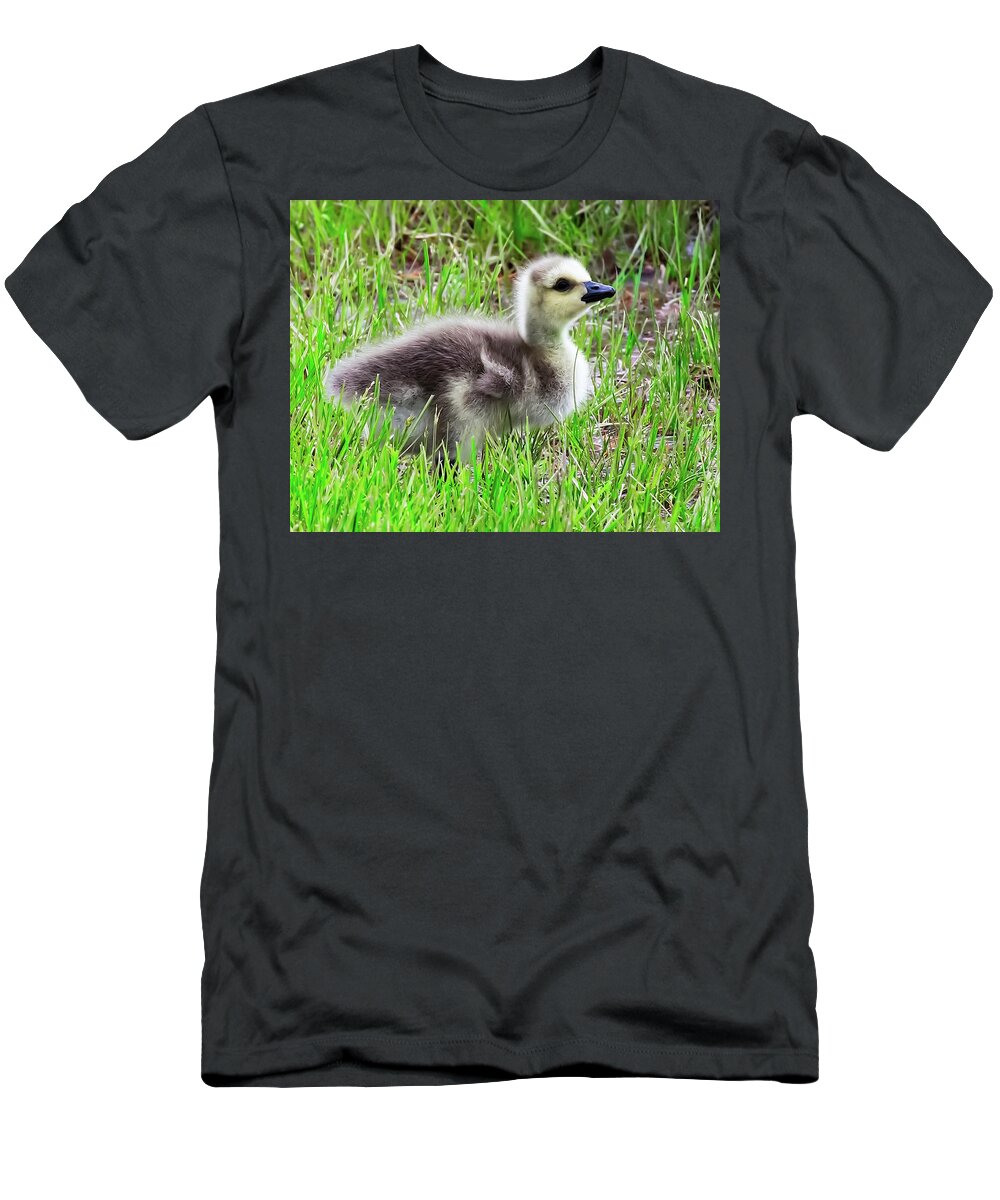 Canada T-Shirt featuring the photograph Canada Goose Gosling by Richard Goldman