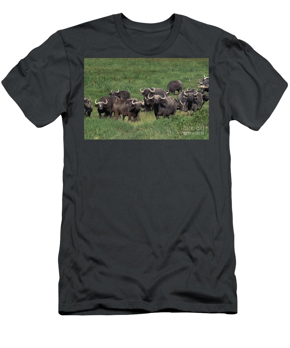 Adult T-Shirt featuring the photograph Cape Buffalo Syncerus Caffer Caffer by Gerard Lacz