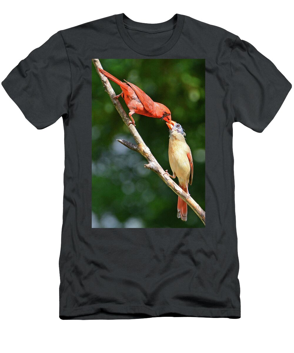 Cardinal T-Shirt featuring the photograph Cardinal Feeding the Youngster by Ted Keller