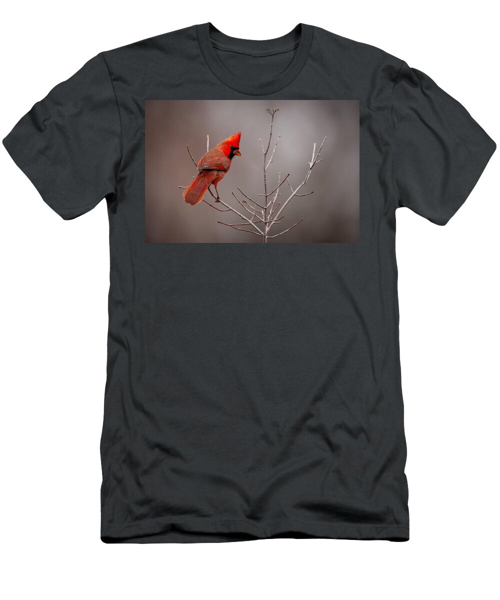 Nature T-Shirt featuring the photograph Cardinal Looks Back by Jeff Phillippi
