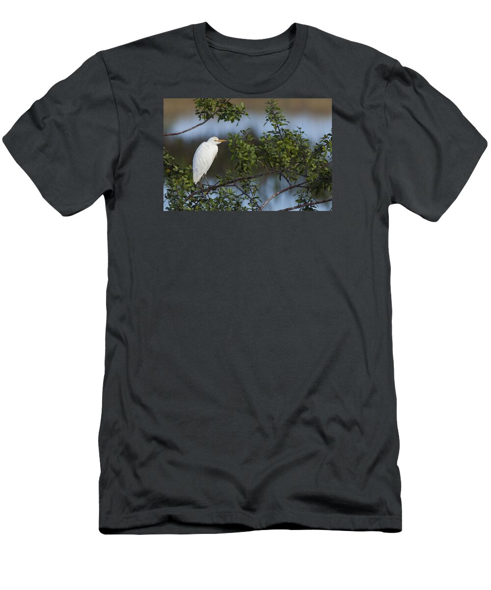 Cattle T-Shirt featuring the photograph Cattle Egret in the morning light by David Watkins