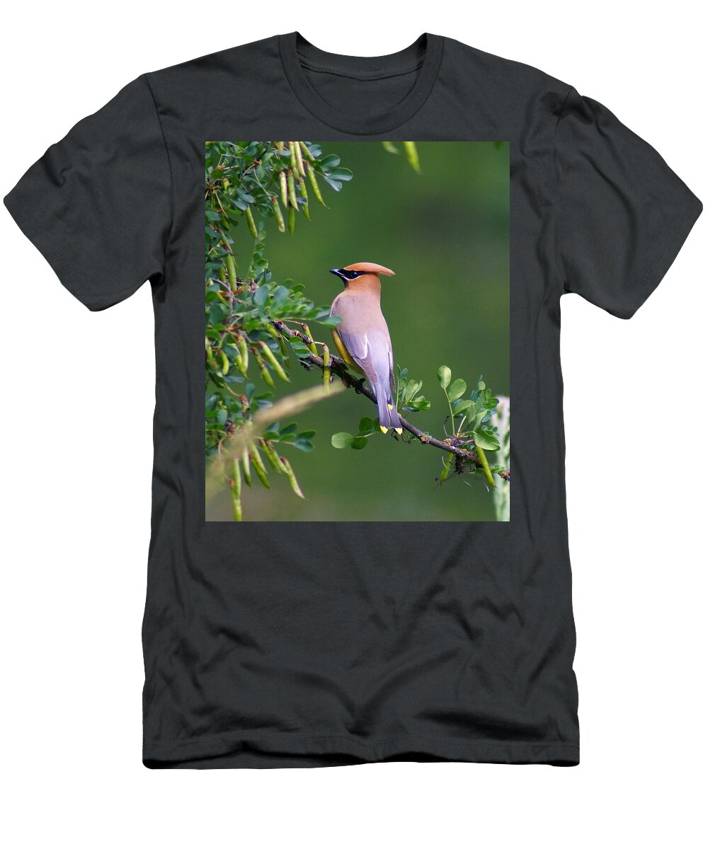 Birds T-Shirt featuring the photograph Cedar Waxwing 1 by Ben Upham III
