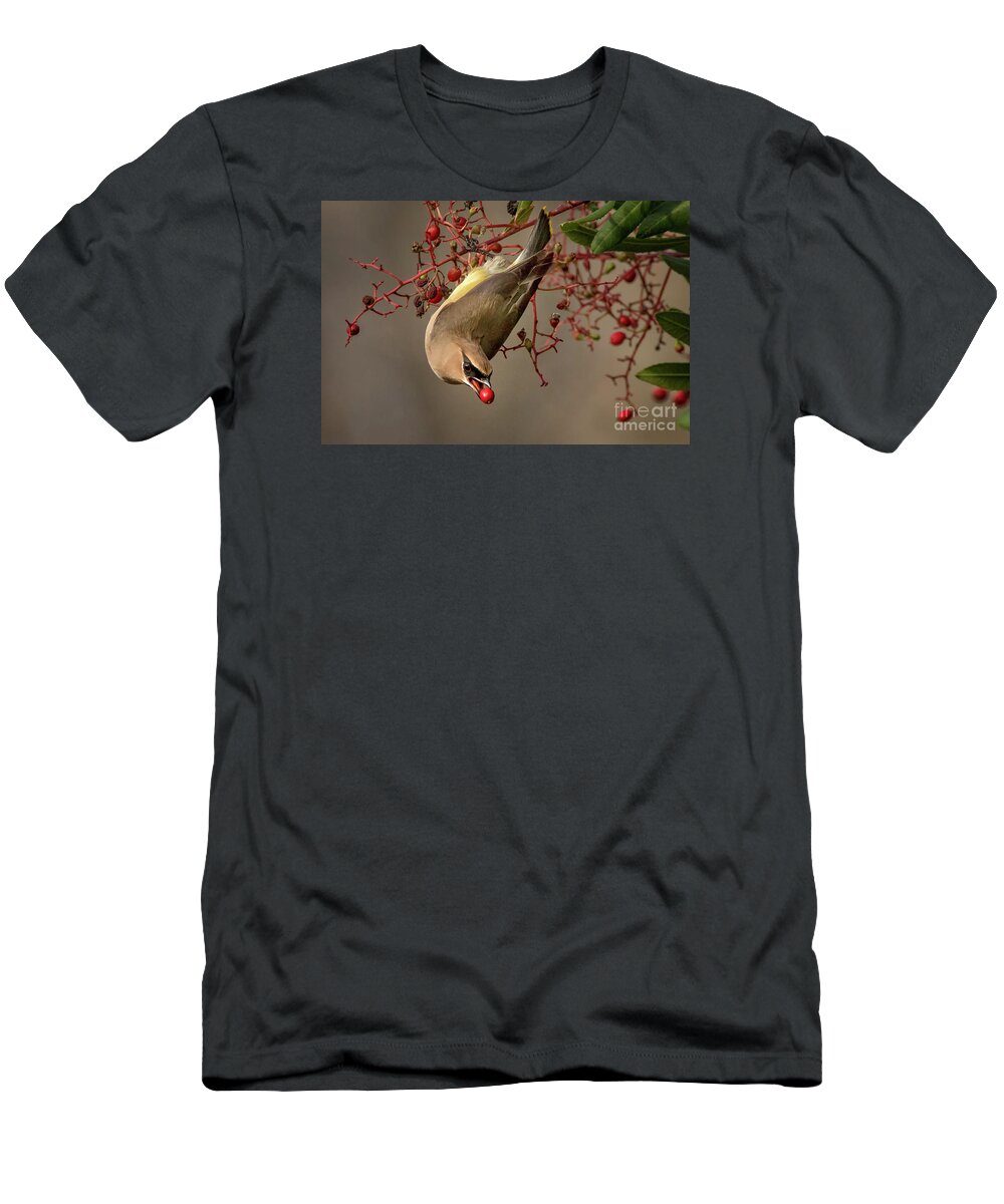 Bird T-Shirt featuring the photograph Cedar Waxwing with Toyon Berry by Alice Cahill