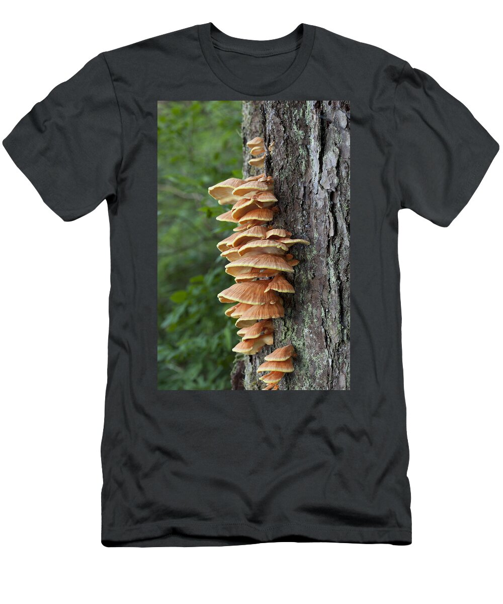 Mp T-Shirt featuring the photograph Chicken Of The Woods Laetiporus by Matthias Breiter