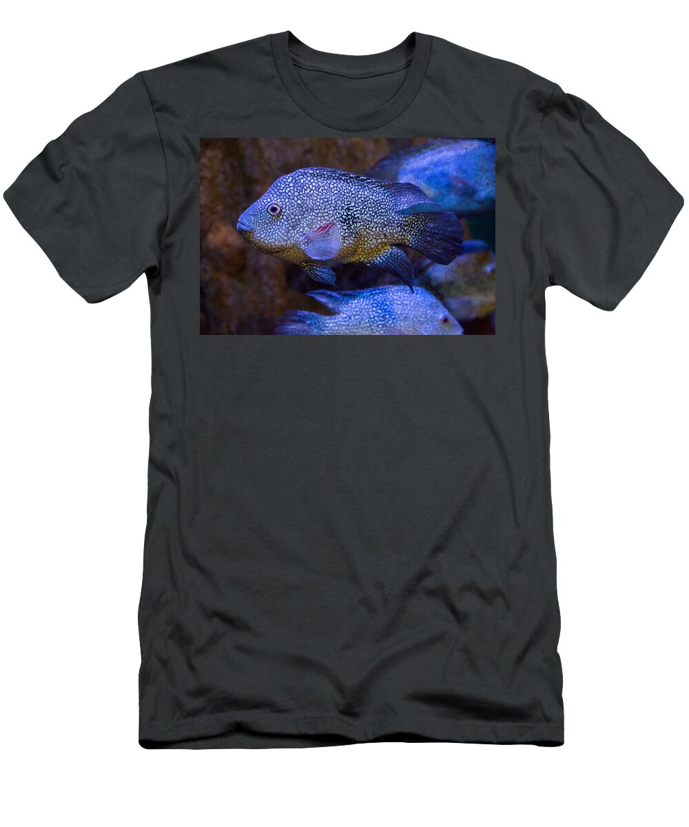 Fish T-Shirt featuring the photograph Cichlid by Allan Morrison