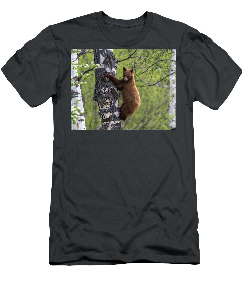 Bear T-Shirt featuring the photograph Cinnamon Climb by Kevin Dietrich