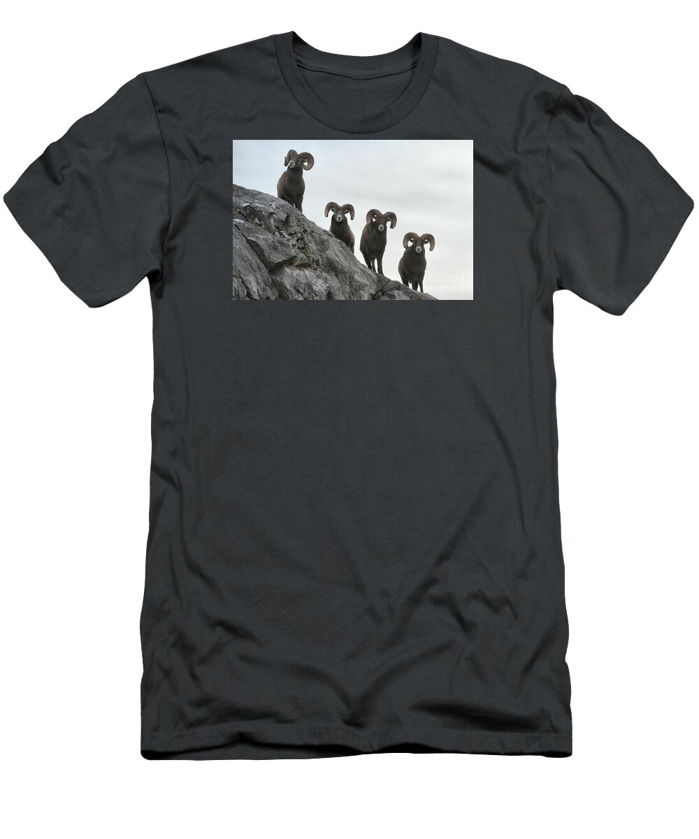 Bighorn Sheep T-Shirt featuring the photograph Cliff Walkers by Adam Jewell