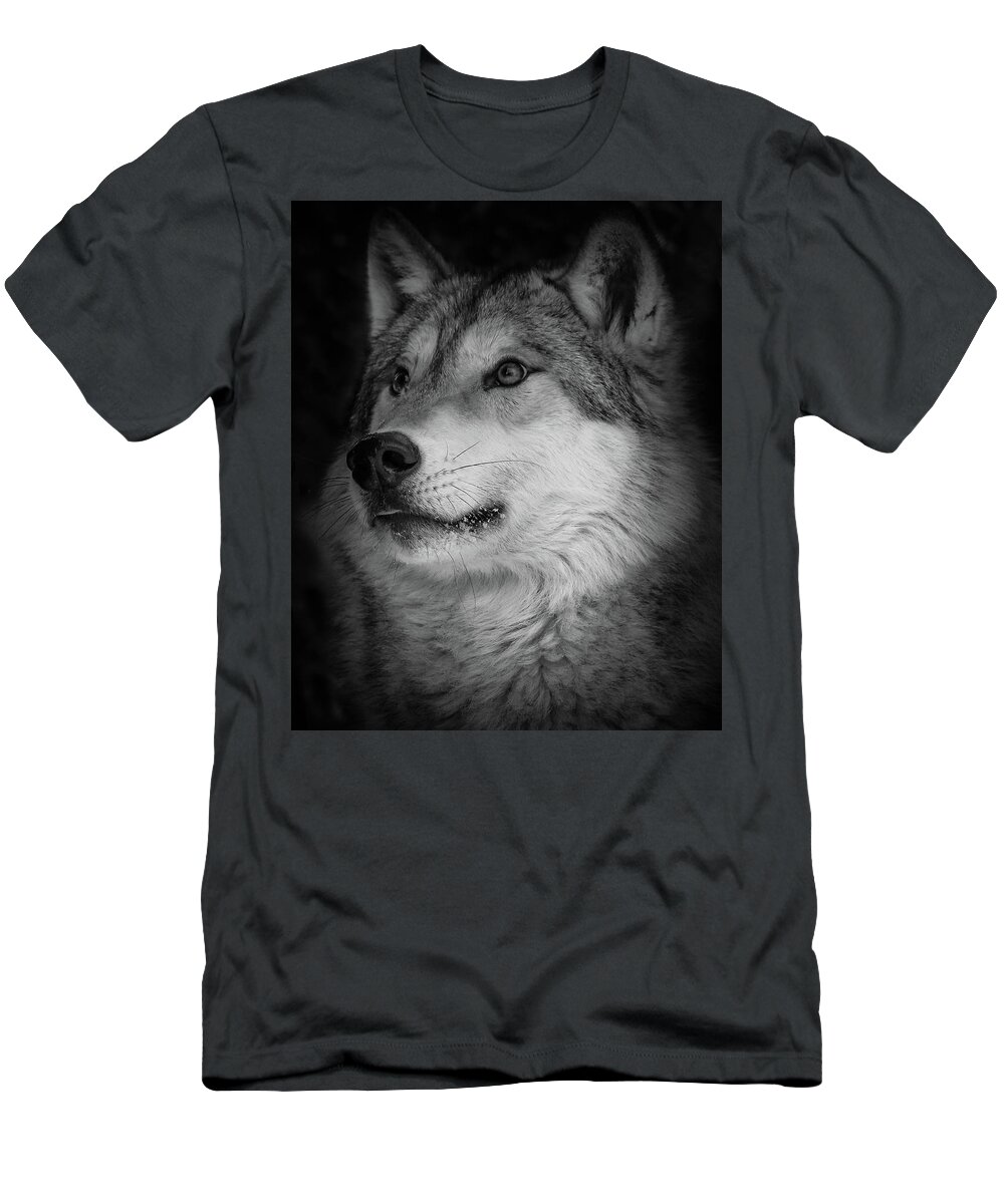 Wolf T-Shirt featuring the photograph Close Up Gray Wolf by Athena Mckinzie