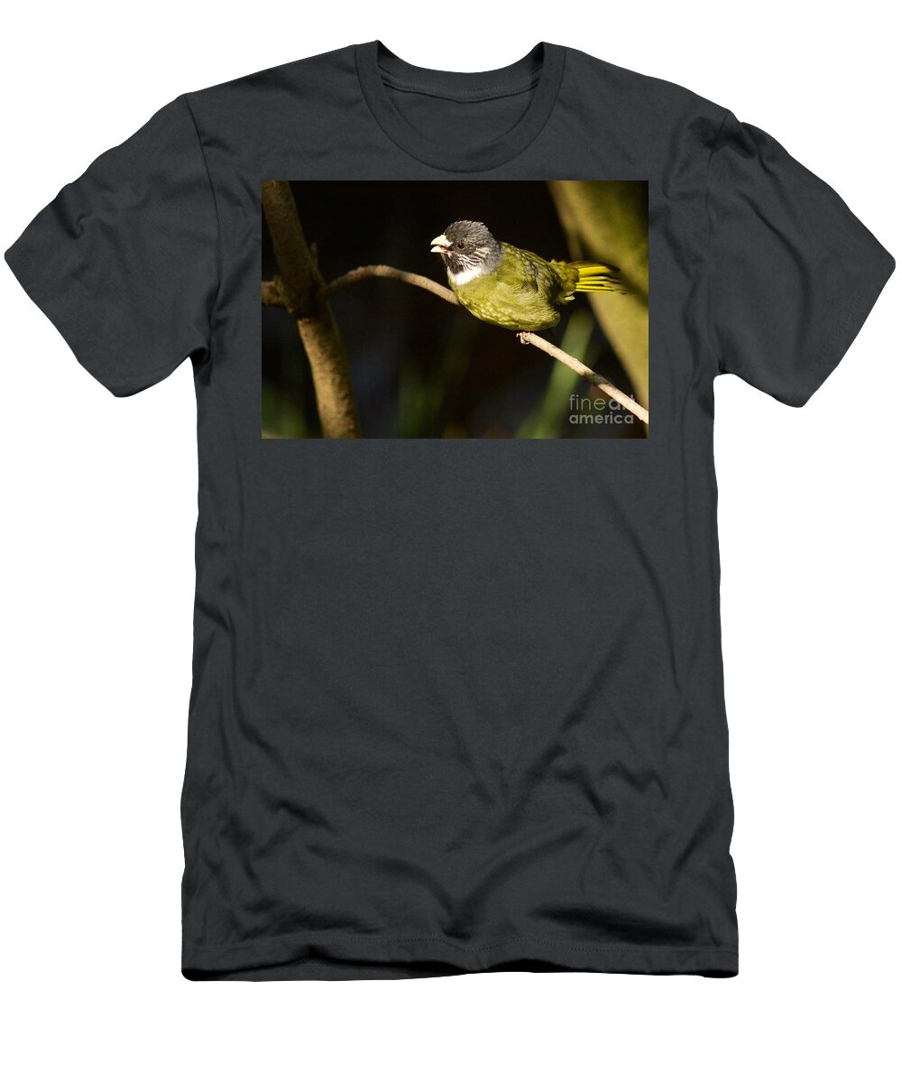 Photography T-Shirt featuring the photograph Collared Finch-bill by Sean Griffin