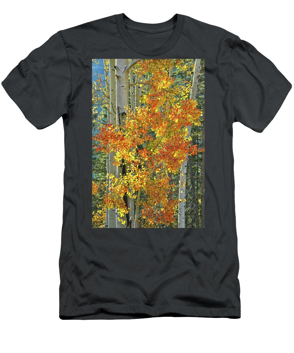 Colorado T-Shirt featuring the photograph Colorful Aspen along Million Dollar Highway by Ray Mathis