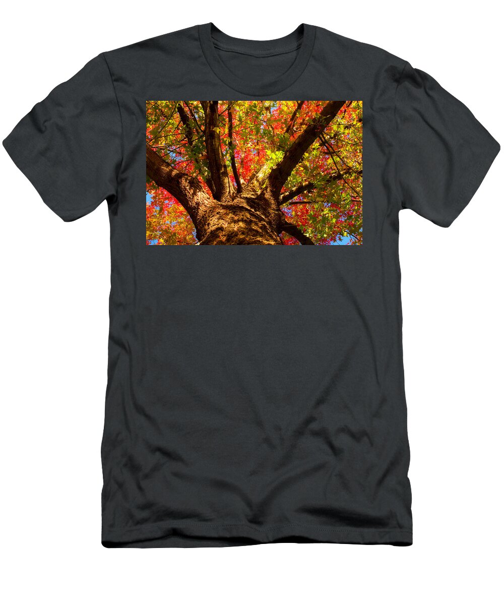 Forest T-Shirt featuring the photograph Colorful Autumn Abstract by James BO Insogna