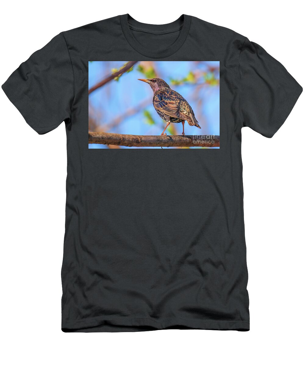 Animal T-Shirt featuring the photograph Common starling - Sturnus vulgaris by Jivko Nakev