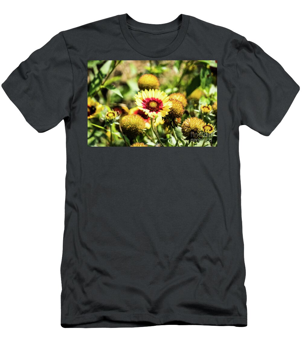 Coreopsis T-Shirt featuring the photograph Coreopsis Tickseed by Kevin Gladwell