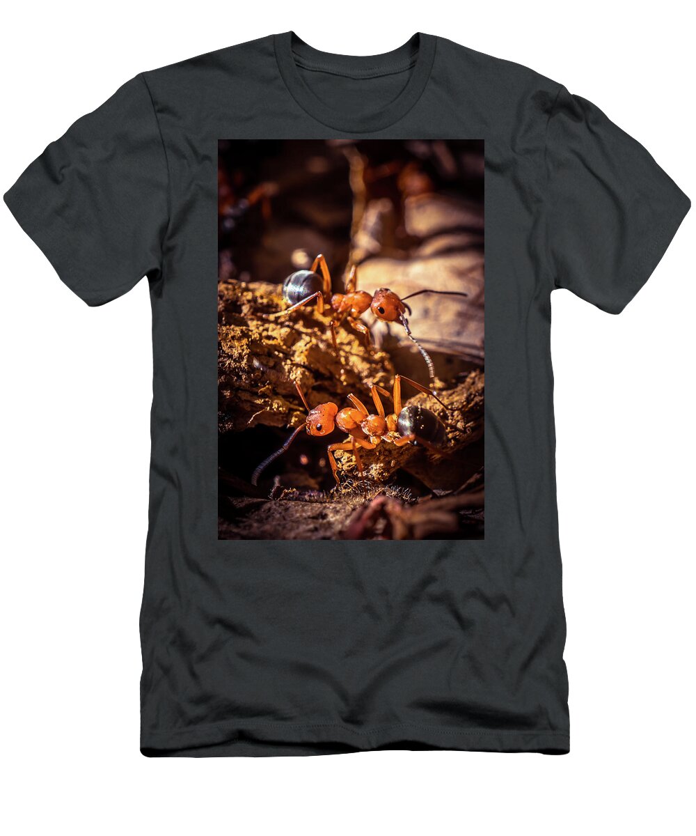 Ant T-Shirt featuring the photograph Couple of Ants by Lilia S