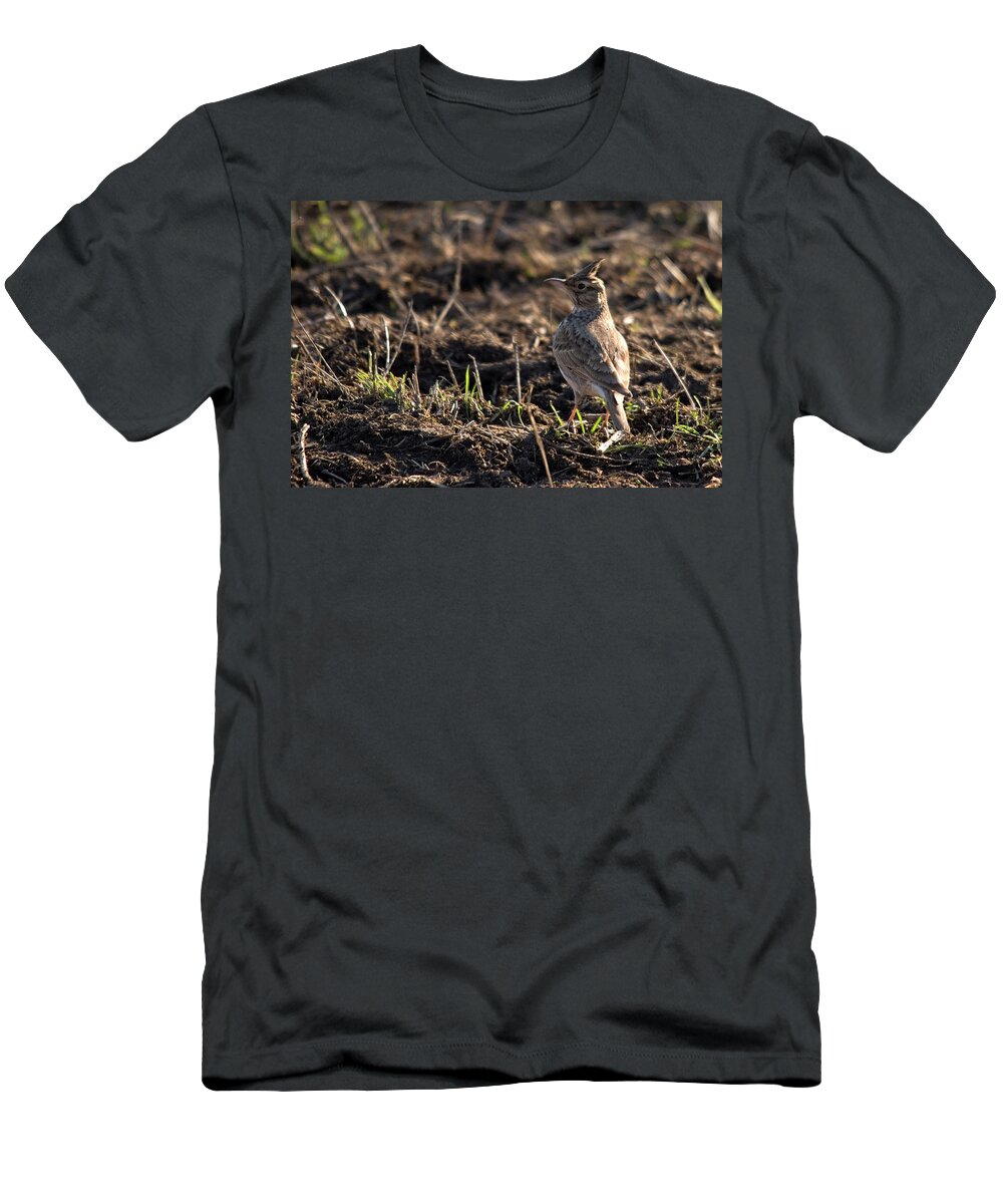 Crested Lark On Ploughed Field T-Shirt featuring the photograph Crested Lark by Cliff Norton