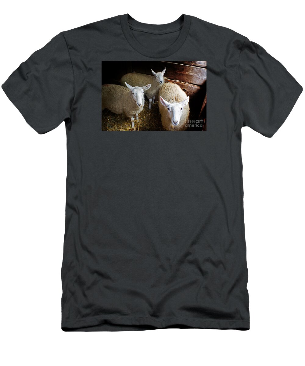 Sheep T-Shirt featuring the photograph Curious Sheep by Kevin Fortier