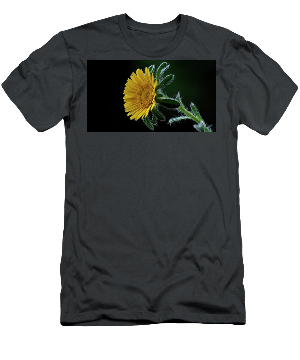 Flower T-Shirt featuring the photograph Daisy by Suzanne Morshead