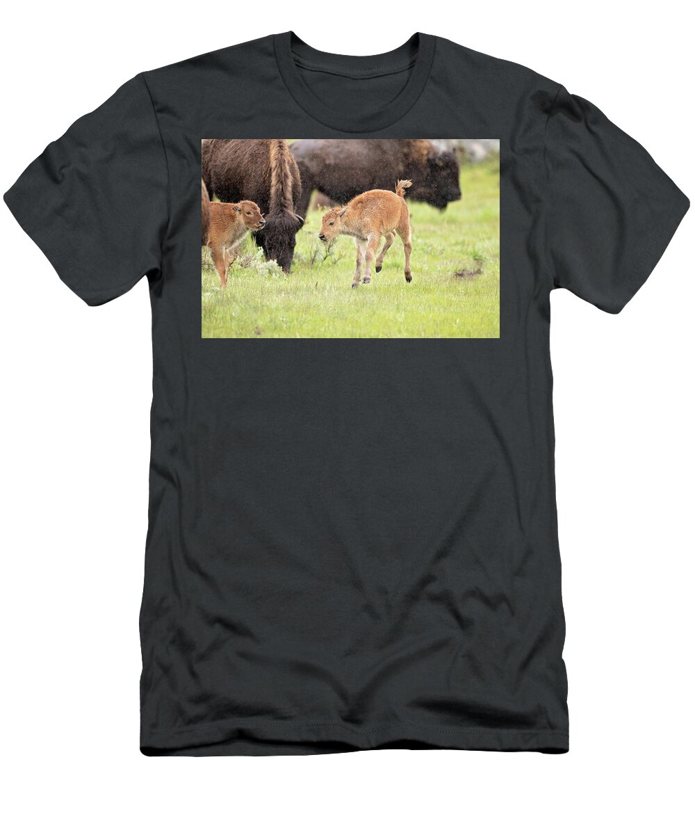 Bison T-Shirt featuring the photograph Dance in the Rain by Eilish Palmer