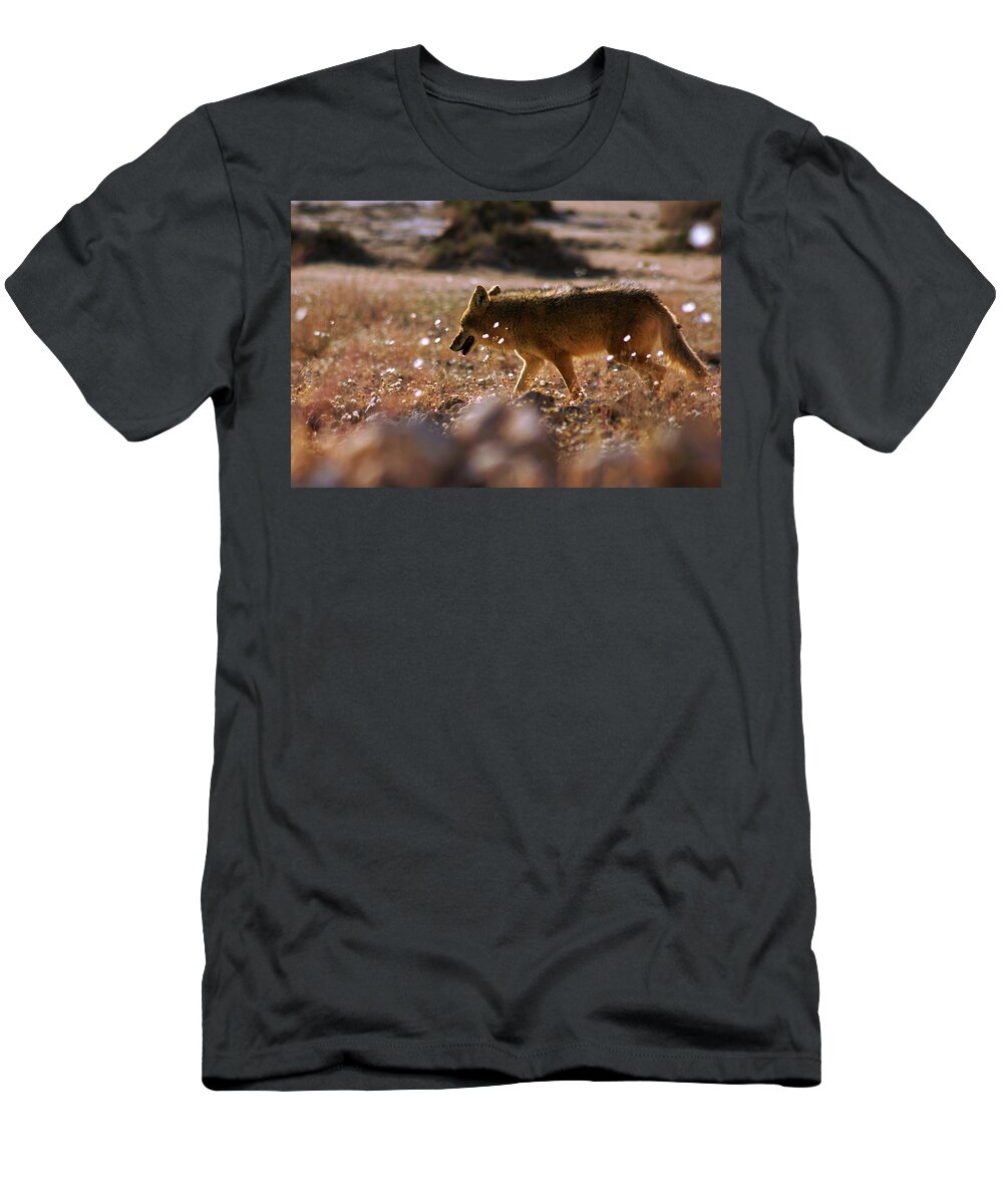 Superbloom 2016 T-Shirt featuring the photograph Death Valley Coyote and Flowers by Daniel Woodrum
