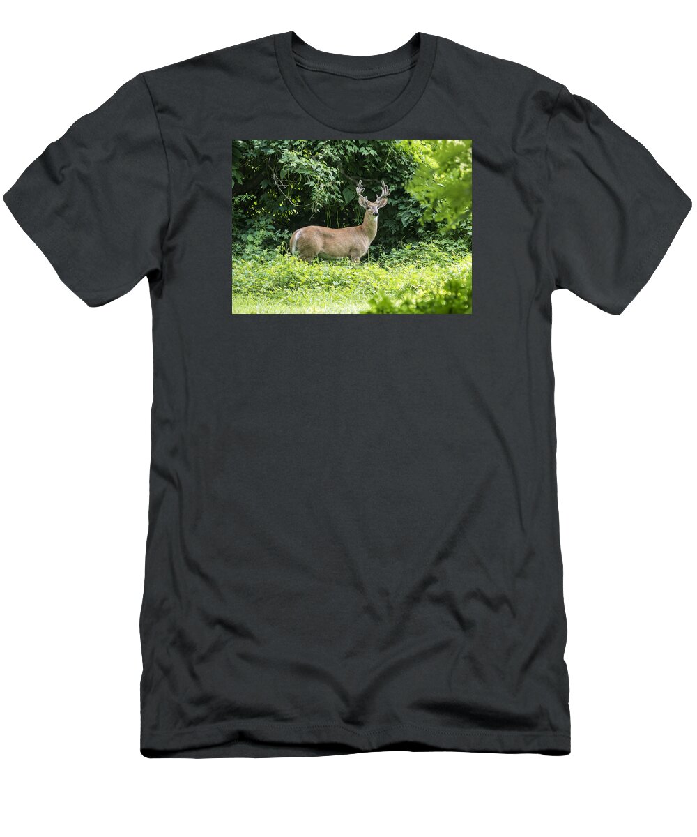 Wildlife T-Shirt featuring the photograph Eastern White Tail Deer by Paul Ross