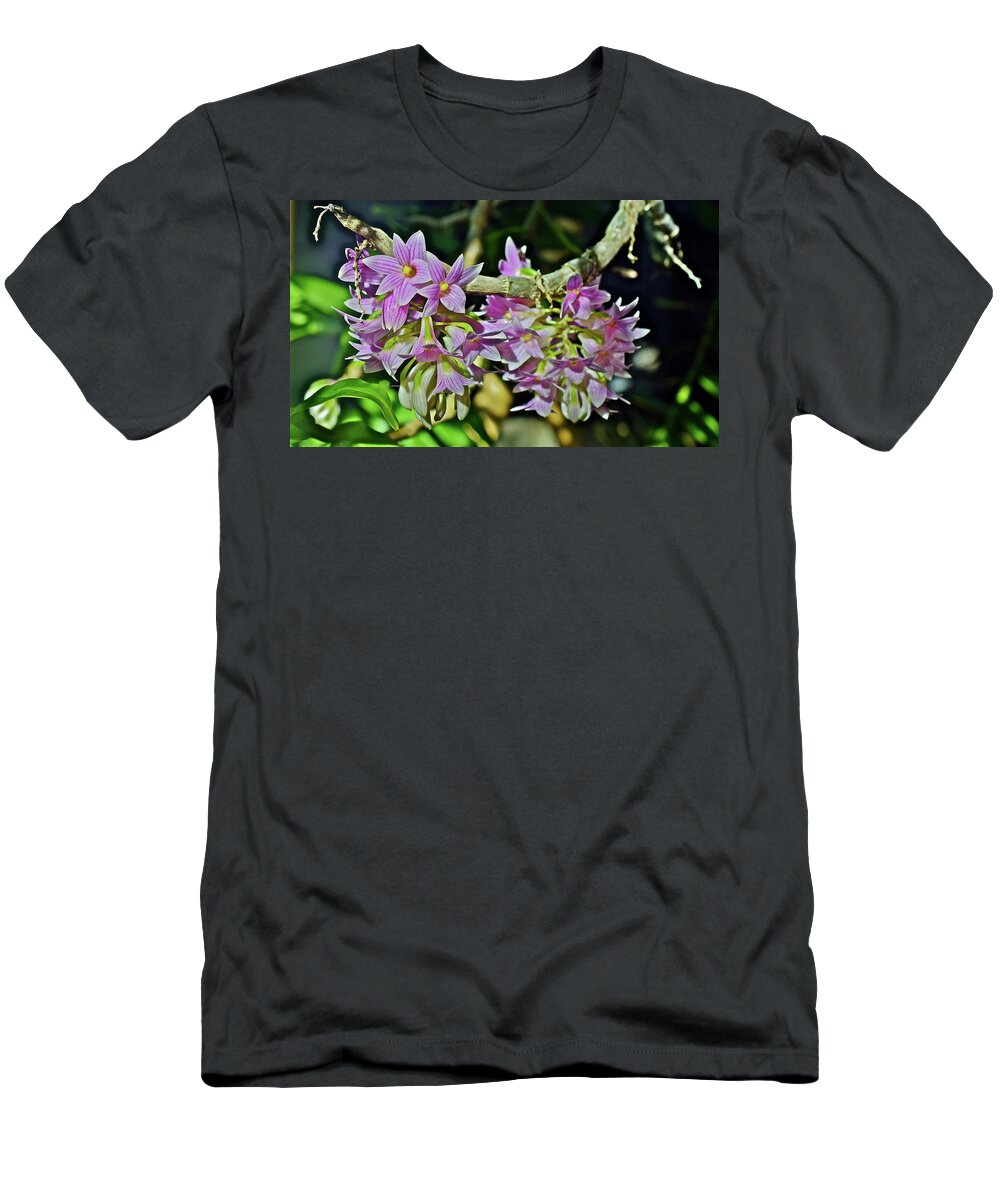 Dendrobium Orchids T-Shirt featuring the photograph Dendrobium Miyakei Orchids at the Conservatory 1 by Janis Senungetuk
