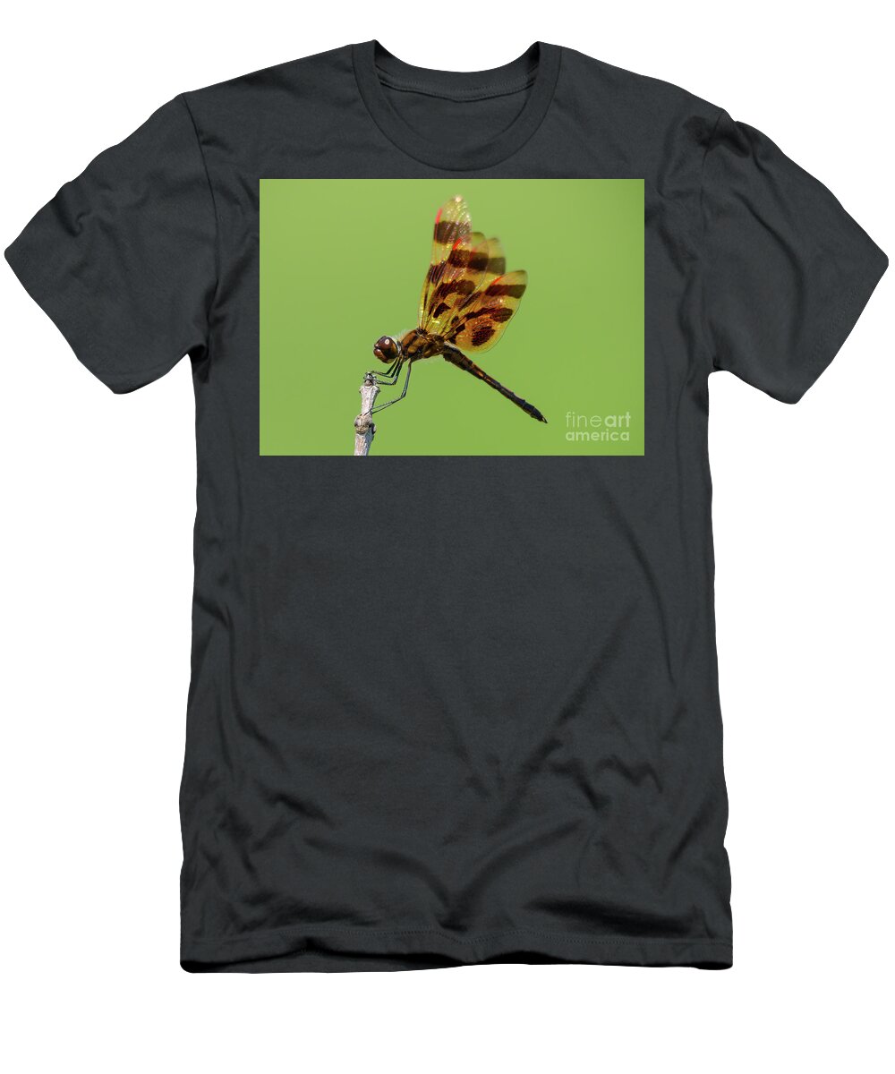 Halloween Pennant Dragonfly T-Shirt featuring the photograph Detailed Dragonfly by Cheryl Baxter