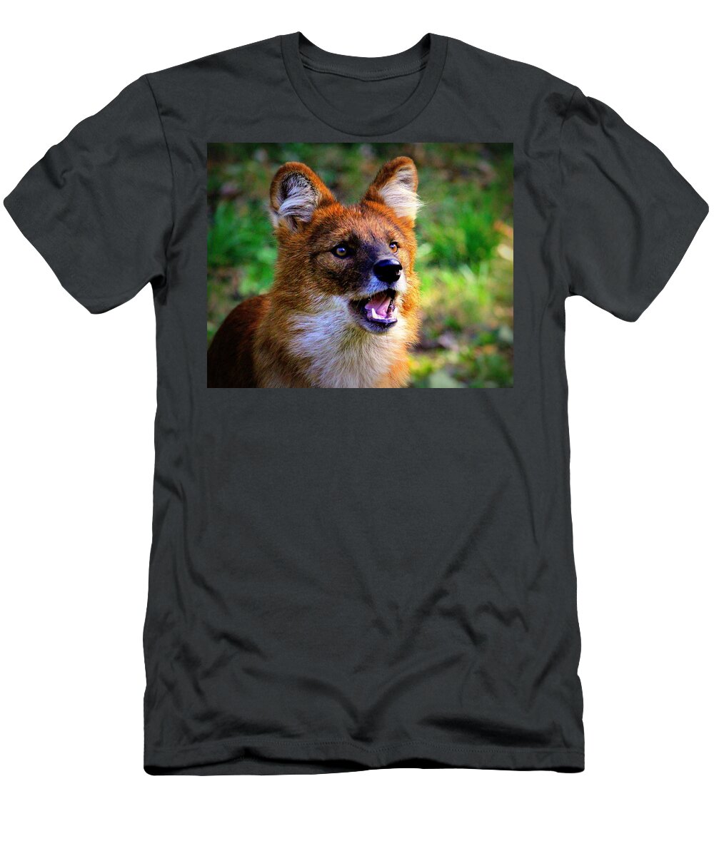 Dhole T-Shirt featuring the photograph Dhole Asian Wild Dog by John Olson