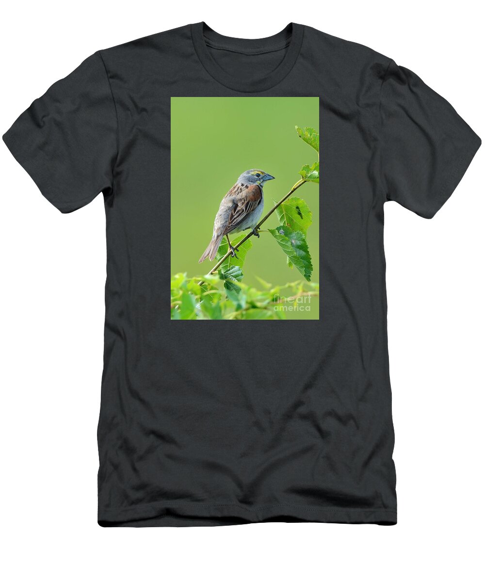 Dickthistle Dick Thistle Bird Avian Aviary Nature Wildlife T-Shirt featuring the photograph Dickthistle 0599 by Ken DePue