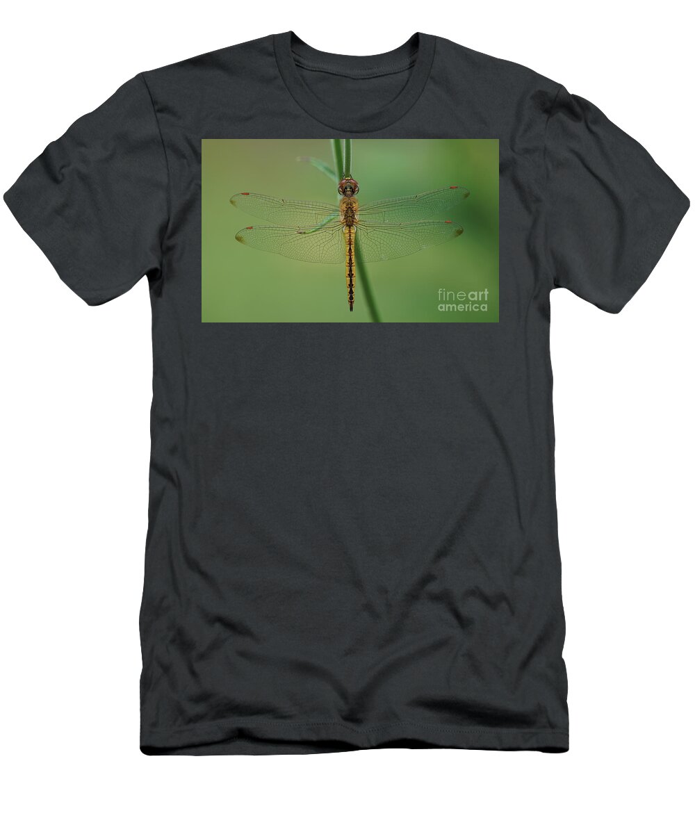 Dragonfly T-Shirt featuring the photograph Dragonfly Gold by Robert E Alter Reflections of Infinity