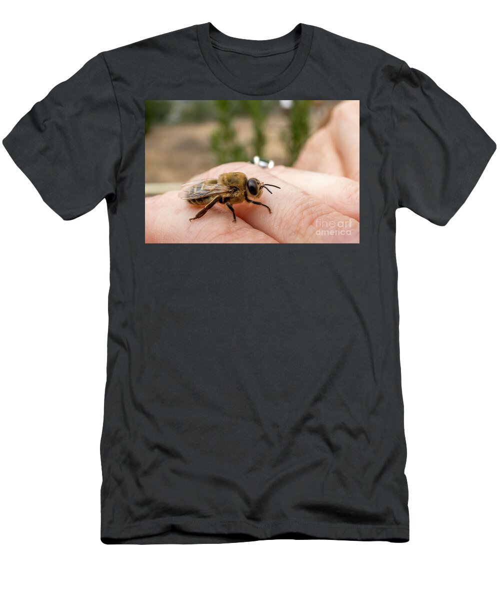 Apis T-Shirt featuring the photograph Drone on the loose by Shawn Jeffries