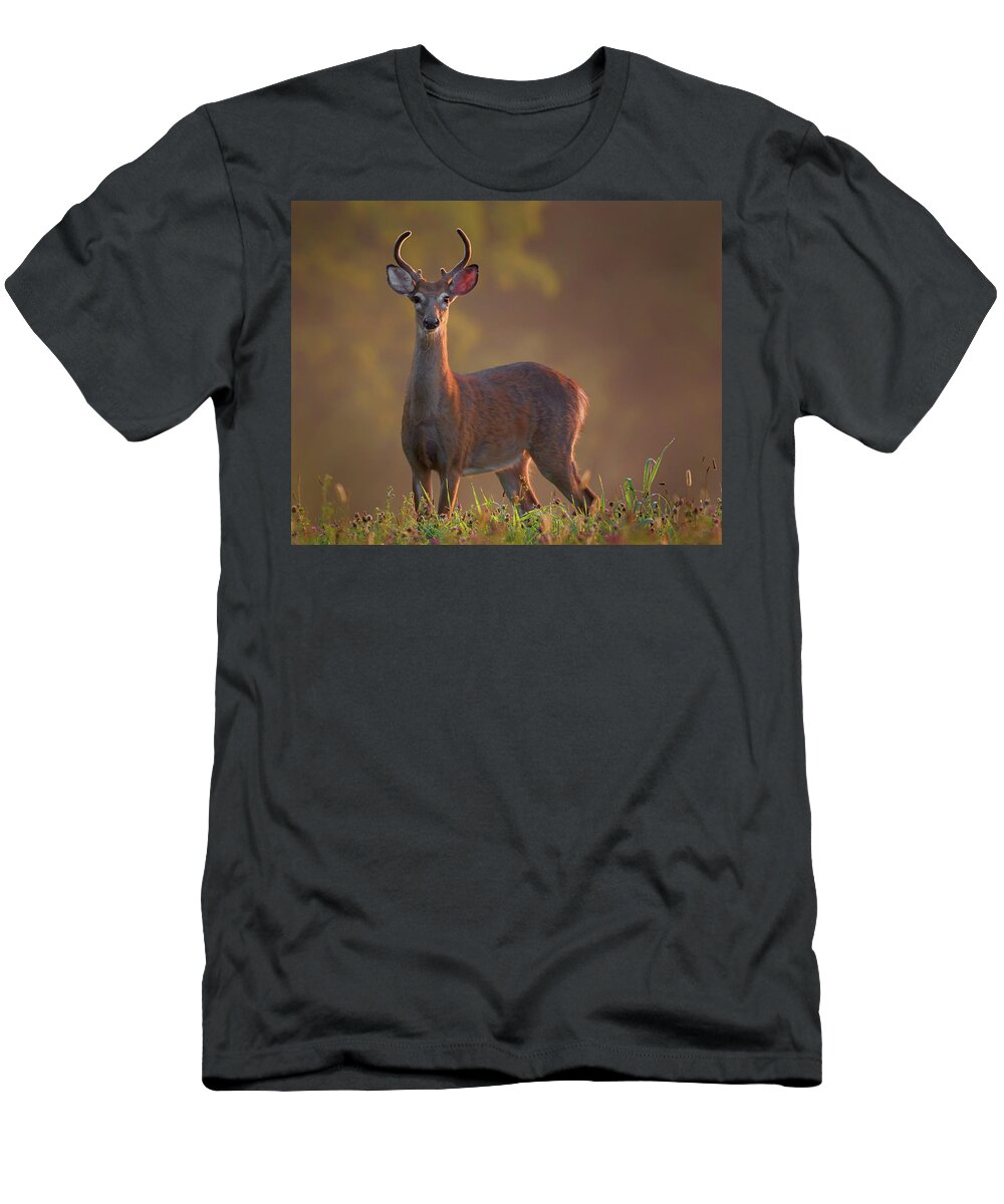Buck T-Shirt featuring the photograph Early Buck by Bill Wakeley