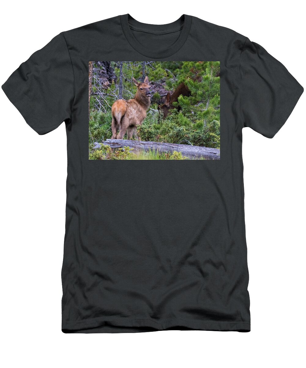 Elk T-Shirt featuring the photograph Elk Calf #5 by Mindy Musick King
