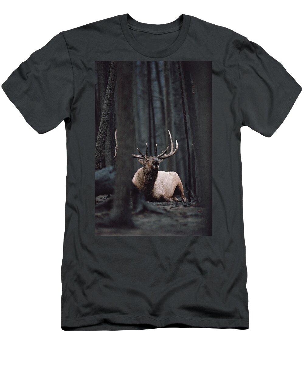 Mp T-Shirt featuring the photograph Elk Cervus Elaphus Bull Resting by Michael Quinton