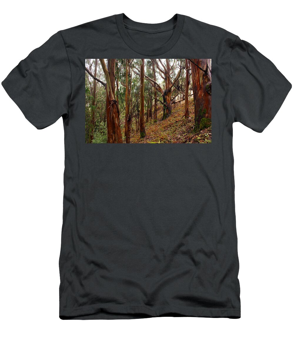 Forest T-Shirt featuring the photograph Eucalyptus Grove in California by Ben Upham III