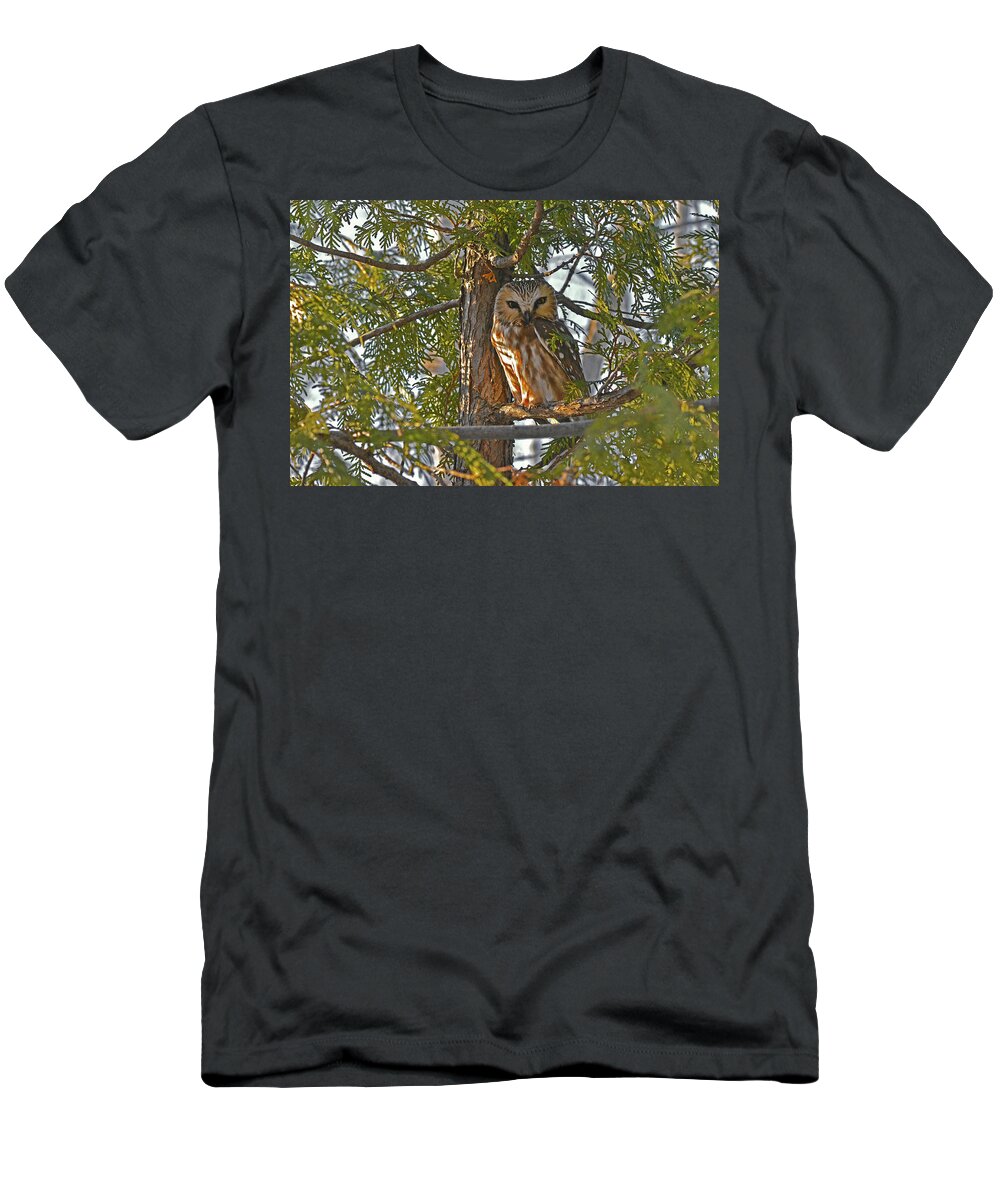 Northern Saw-whet Owl T-Shirt featuring the photograph Eye-contact with the Northern Saw-whet Owl by Asbed Iskedjian