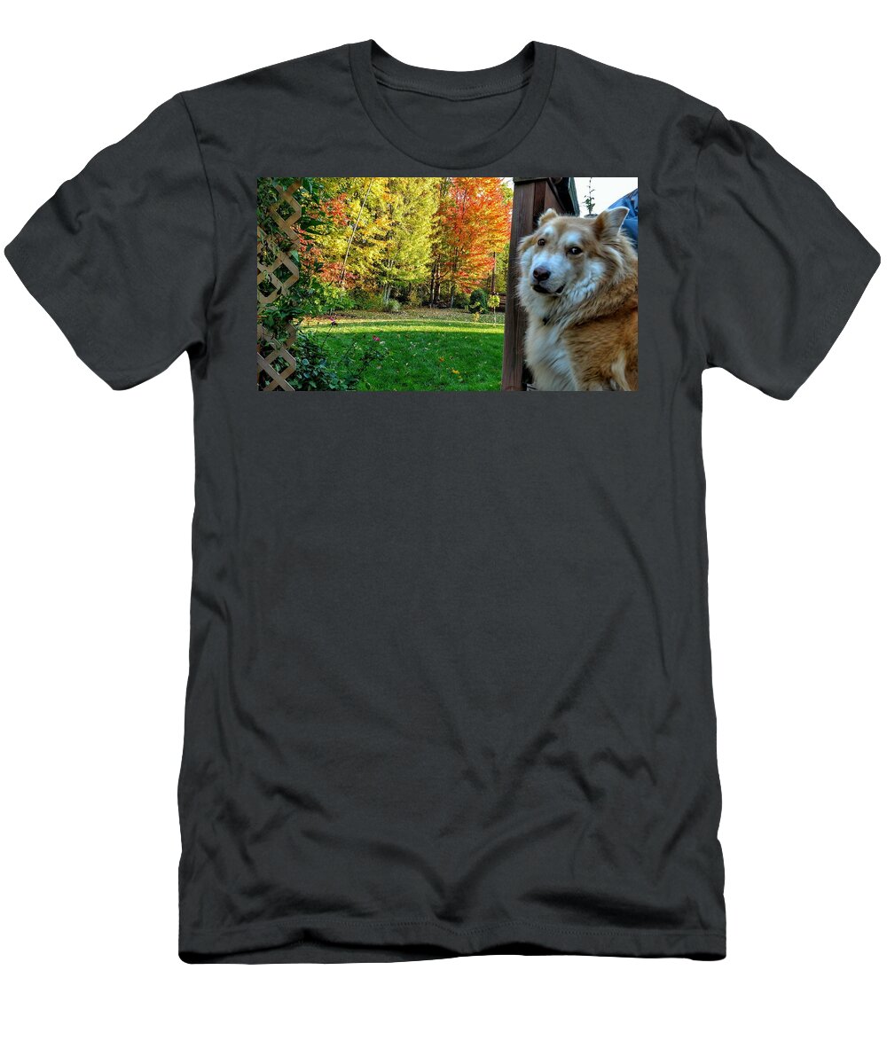  T-Shirt featuring the photograph Fall Ducati by Brad Nellis