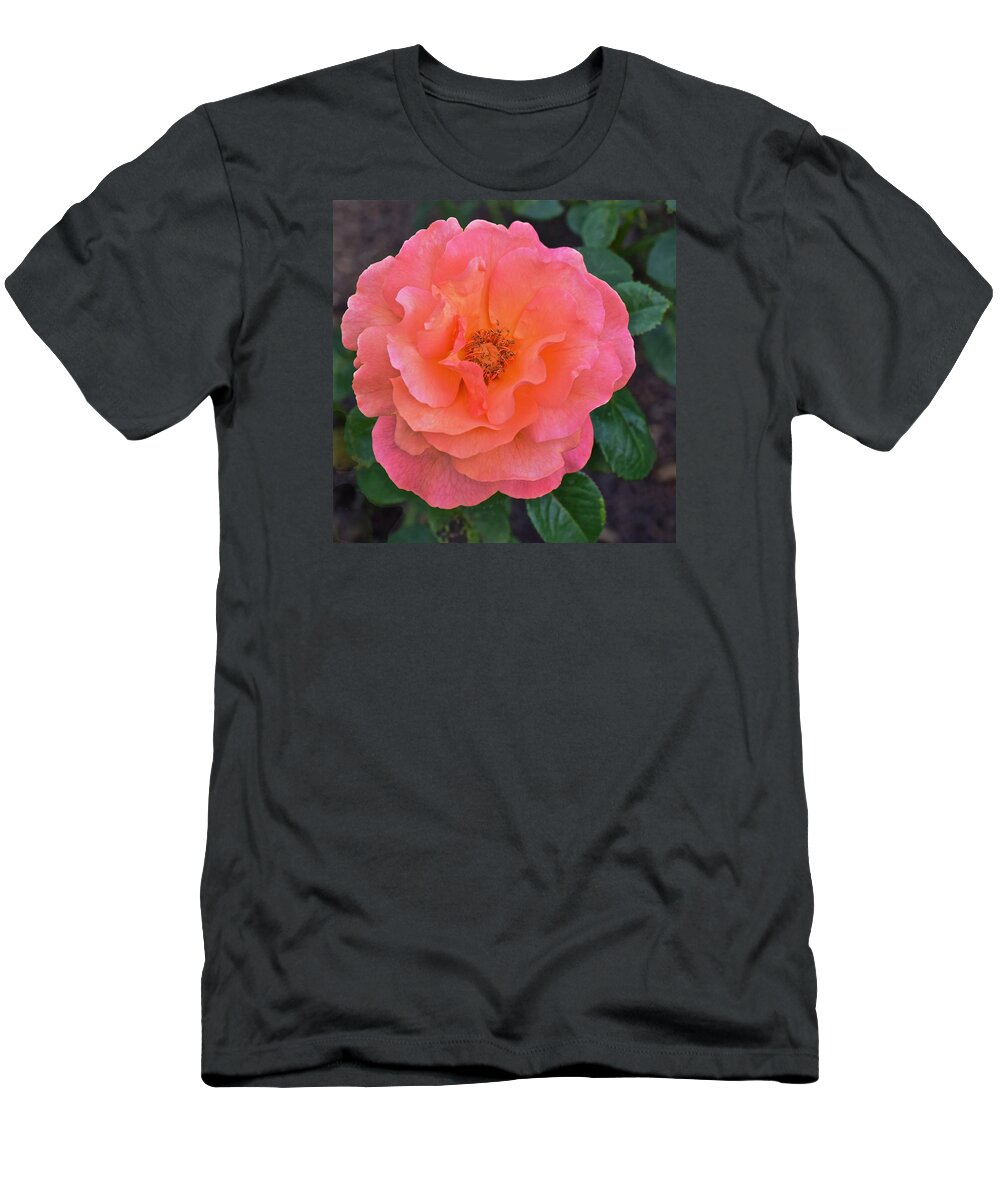 Roses T-Shirt featuring the photograph Fall Gardens Full Bloom Harvest Rose by Janis Senungetuk
