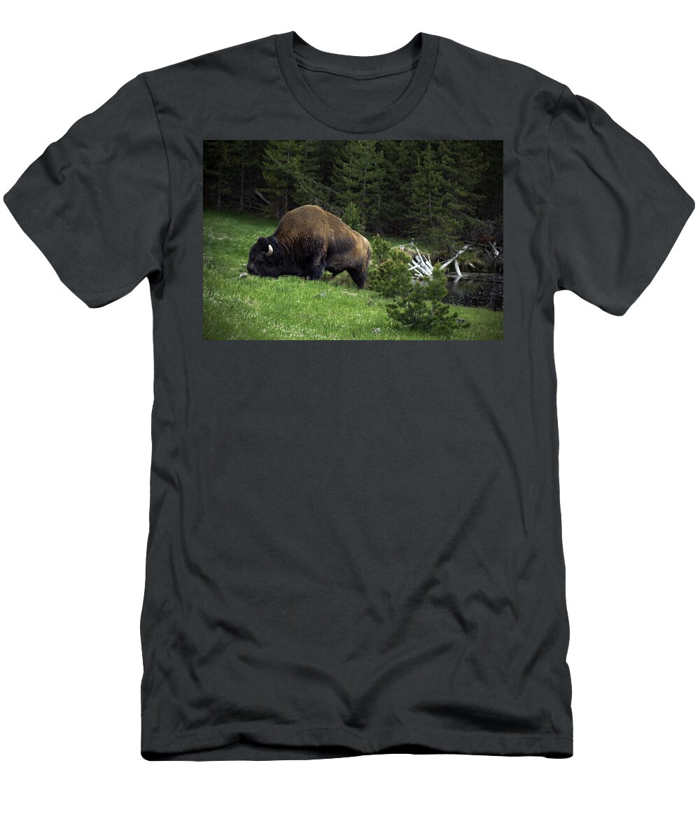Yellowstone National Park T-Shirt featuring the photograph Feeding Buffalo by Jason Moynihan