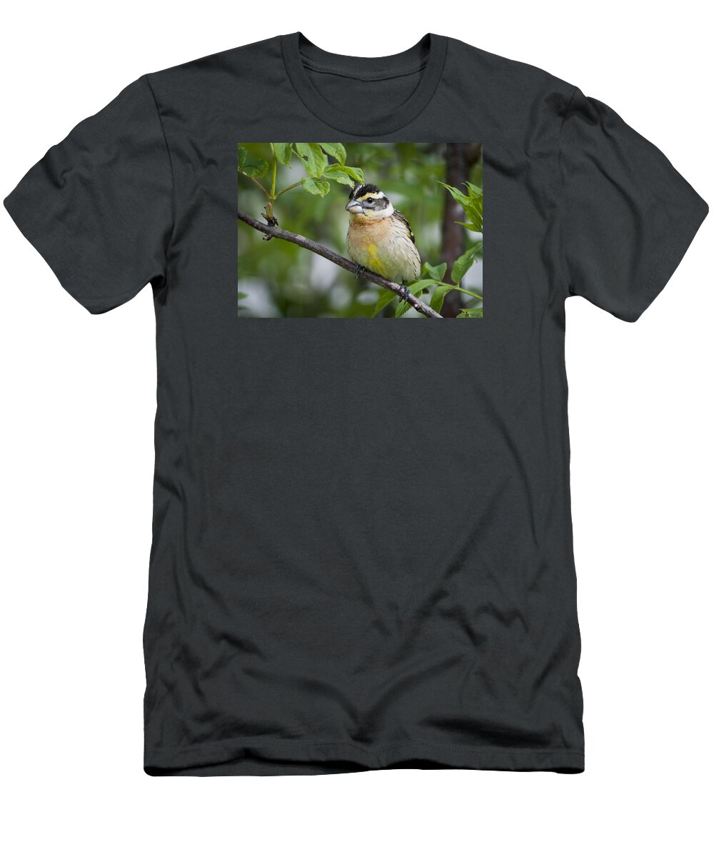 Birds T-Shirt featuring the photograph Female Black-headed Grosbeak by Robert Potts