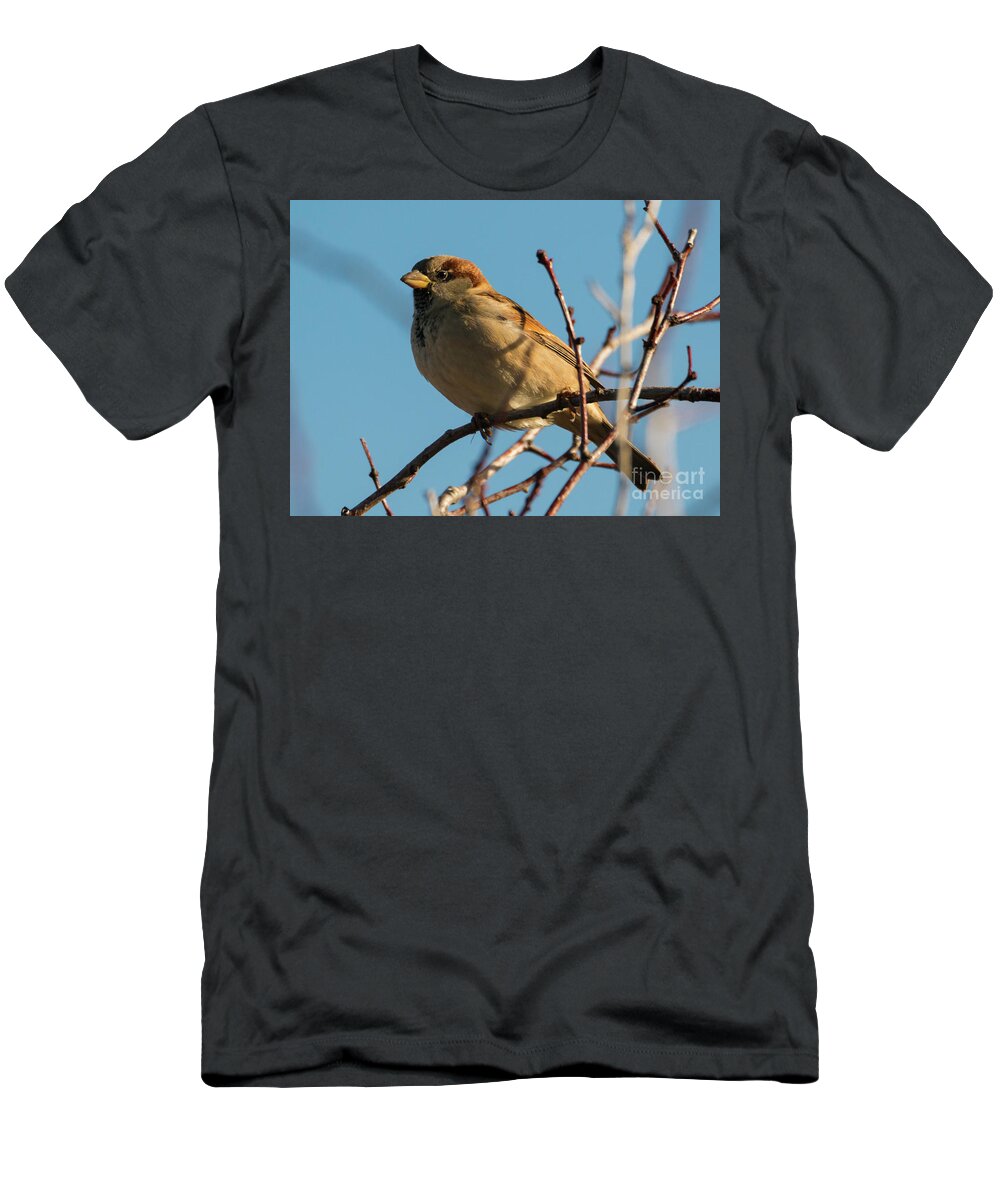 House Sparrow T-Shirt featuring the photograph Female House Sparrow by Michael Dawson